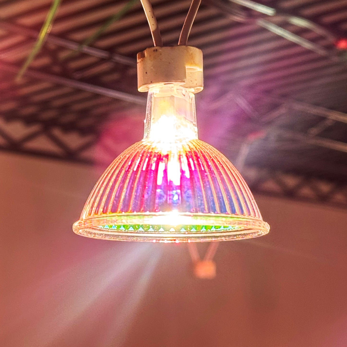 12V 50W Halogen White Light MR16 Lamp