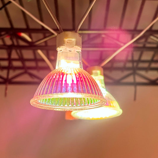 12V 50W Halogen White Light MR16 Lamp