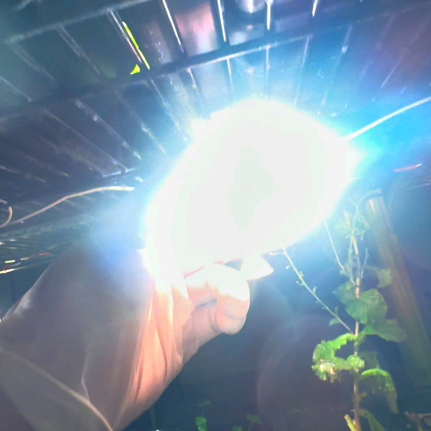 12V 50W Halogen White Light MR16 Lamp